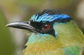 Steve Gettle - Blue-crowned Motmot, Costa Rica