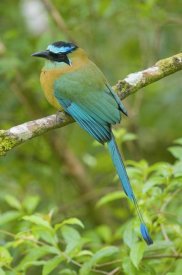 Steve Gettle - Blue-crowned Motmot, Costa Rica
