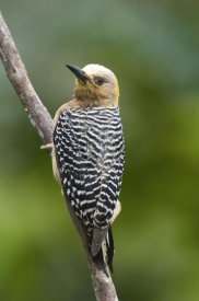 Steve Gettle - Hoffmann's Woodpecker, Costa Rica