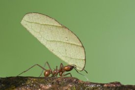 Steve Gettle - Leafcutter Ant carrying leaf, Costa Rica