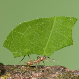 Steve Gettle - Leafcutter Ant carrying leaf, Costa Rica