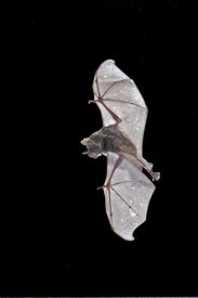 Steve Gettle - Seba's Short-tailed Bat flying, Michigan