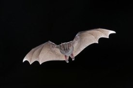 Steve Gettle - Jamaican Fruit-eating Bat flying, Michigan