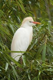 Steve Gettle - Cattle Egret in breeding plumage, Costa Rica