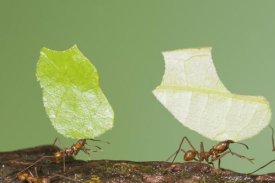 Steve Gettle - Leafcutter Ant pair carrying leaves, Costa Rica