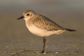 Steve Gettle - Black-bellied Plover, Fort Desoto Park, Florida