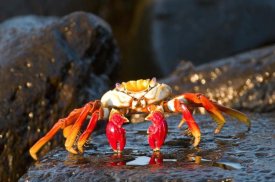 Steve Gettle - Sally Lightfoot Crab, Galapagos Islands, Ecuador