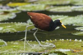 Steve Gettle - Northern Jacana foraging on lily pads, Costa Rica