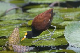Steve Gettle - Northern Jacana foraging on lily pads, Costa Rica