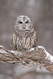 Steve Gettle - Barred Owl in winter, Howell Nature Center, Michigan