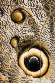 Steve Gettle - Atreus Owl butterfly wing with false eyespot, Ecuador