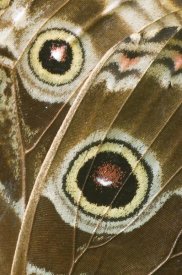 Steve Gettle - Blue Morpho butterfly wing with false eyespots, Ecuador