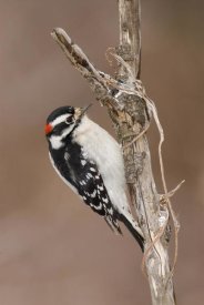 Steve Gettle - Downy Woodpecker male, Kensington Metropark, Milford, Michigan