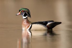 Steve Gettle - Wood Duck male in breeding plumage, Lapeer State Game Area, Michigan