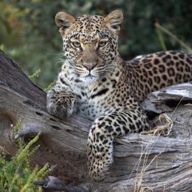 Sergey Gorshkov - Leopard resting, Botswana