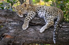 Sergey Gorshkov - Leopard cub resting in tree, Botswana
