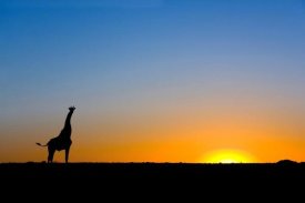 Vincent Grafhorst - Giraffe silhouetted against the setting sun, Lethiau Valley, Central Kalahari Game Reserve, Botswana
