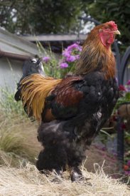 Angela Hampton - Domestic Chicken, Gold Brahma cock