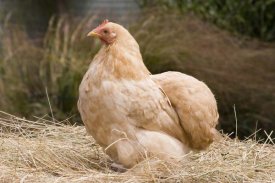 Angela Hampton - Domestic Chicken, Lemon Pekin Bard hen