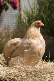 Angela Hampton - Domestic Chicken, Lemon Pekin Bard hen