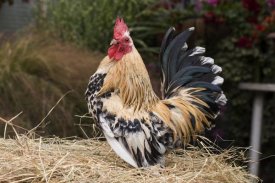 Angela Hampton - Domestic Chicken, Sable Poot, Lemon Mill Fleur cock