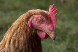 Angela Hampton - Domestic Chicken, freerange hen, close-up of head, England