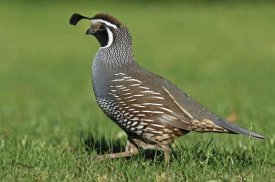 Jonathan Harrod - California Quail male, Christchurch, New Zealand