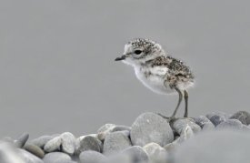 Jonathan Harrod - Double-banded Plover newly hatched chick, Lake Ellesmere, New Zealand