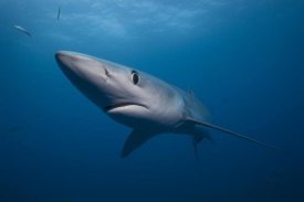Richard Herrmann - Blue Shark, San Diego, California