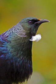 Mark Hughes - Tui, Karori Wildlife Sanctuary, Wellington, New Zealand