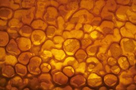 Heidi and Hans-Jurgen Koch - Honeycomb cells filled with honey and covered by wax, Bee Station at the Bavarian Julius-Maximilians-University of Wurzburg, Germany