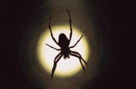 Heidi and Hans-Jurgen Koch - Spider silhouetted in its web, native to Europe