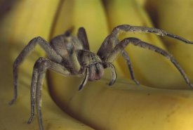 Heidi and Hans-Jurgen Koch - Hunting Spider or Banana Spider walking on Bananas, native to Central America