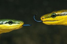 Heidi and Hans-Jurgen Koch - Colubrid Snake two making initial contact, using tongue to identify friend, enemy, or prey