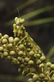 Ch'ien Lee - Mantis on Pitcher Plant
