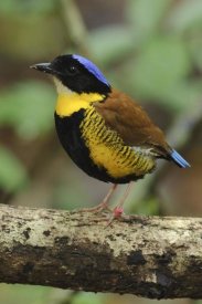 Ch'ien Lee - Gurney's Pitta male, Krabi, Thailand