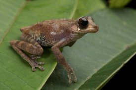 Ch'ien Lee - Shrub Frog, Sarawak, Borneo, Malaysia