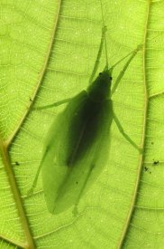 Ch'ien Lee - Katydid camouflaged on leaf, Sabah, Borneo, Malaysia