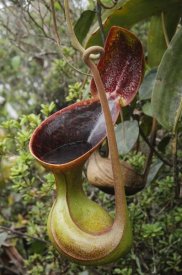 Ch'ien Lee - Low's Pitcher Plant pitcher, Sabah, Borneo, Malaysia