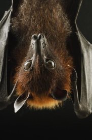 Ch'ien Lee - Large Flying Fox roosting, Kuching, Borneo, Malaysia