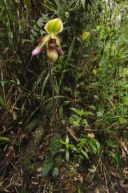 Ch'ien Lee - Orchid flower in rainforest, Sabah, Borneo, Malaysia
