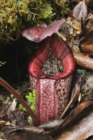 Ch'ien Lee - Burbidge's Pitcher Plant pitcher, Sabah, Borneo, Malaysia