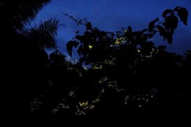 Ch'ien Lee - Firefly group lighting up at night, North Maluku, Indonesia