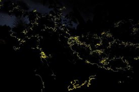 Ch'ien Lee - Firefly group lighting up at night, North Maluku, Indonesia