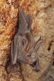 Ch'ien Lee - Lesser False Vampire Bat roosting in cave, Sekunyit, Bau, Malaysia