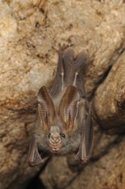 Ch'ien Lee - Lesser False Vampire Bat roosting in cave, Sekunyit, Bau, Malaysia