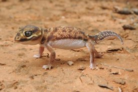 Ch'ien Lee - Knob-tailed Gecko in defensive posture, Western Australia, Australia