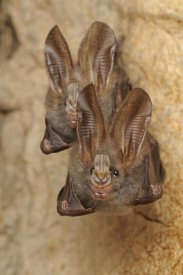 Ch'ien Lee - Lesser False Vampire Bat pair roosting in cave, Sekunyit, Bau, Malaysia