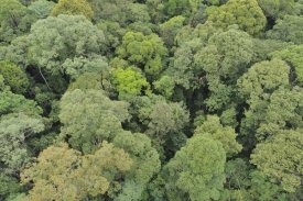 Ch'ien Lee - Canopy of lowland mixed dipterocarp forest, Lambir Hills National Park, Borneo, Malaysia