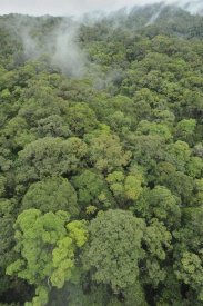 Ch'ien Lee - Canopy of lowland mixed dipterocarp forest, Lambir Hills National Park, Borneo, Malaysia